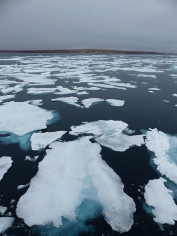Du Nunavut aux Territoires du Nord-Ouest, dans l’intimité des oiseaux de l’Arctique
