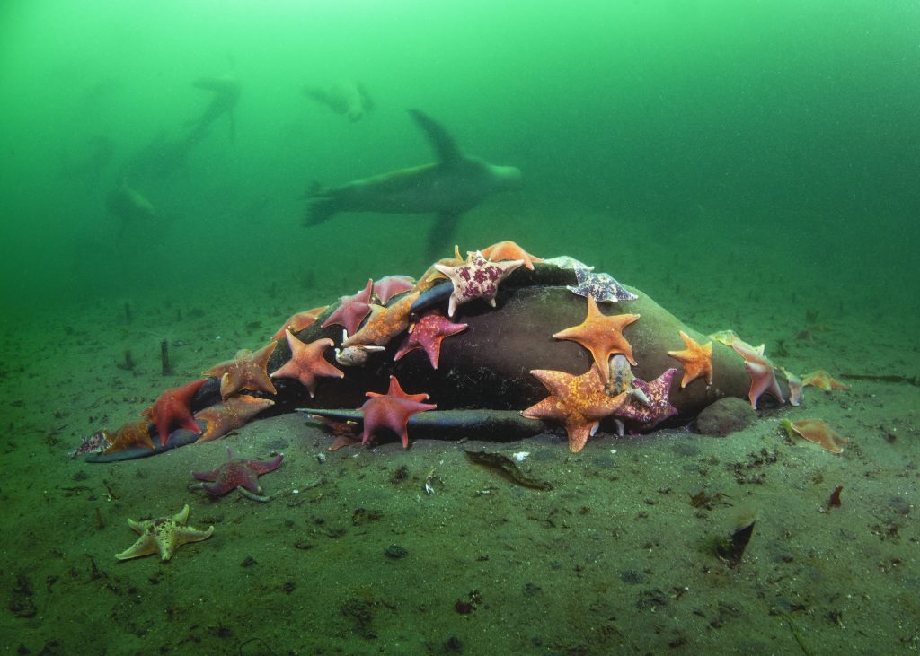 Un groupe coloré d&#039;étoiles de mer (Patiria miniata) éparpillé sur le corps d&#039;un lion de mer de Californie, comme des fleurs jetées sur une tombe.