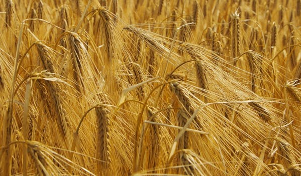 Le changement climatique menace la sécurité alimentaire des pays pauvres