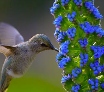 Des ailes à la place des pales : cette étonnante éolienne imite le vol du colibri