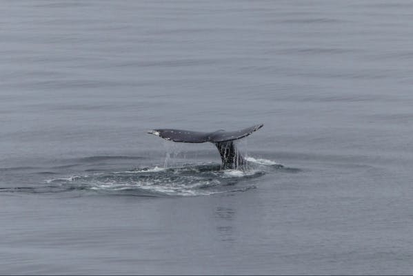 Dans la dernière mer de l'Océan Arctique, un refuge pour les morses