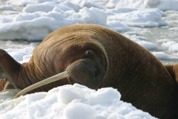 Dans la dernière mer de l'Océan Arctique, un refuge pour les morses