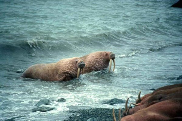 Dans la dernière mer de l'Océan Arctique, un refuge pour les morses