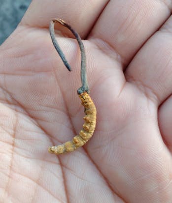 Mi-insecte mi-champignon, à la découverte du Viagra de l'Himalaya