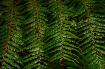 Transition écologique: inspirons-nous des savoirs māoris