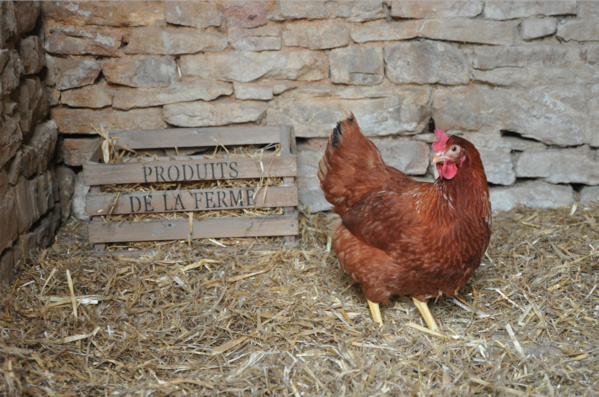 Proximité, qualité, réduction des déchets : trois start-up qui rendent les poules heureuses