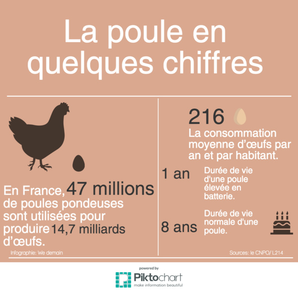 Proximité, qualité, réduction des déchets : trois start-up qui rendent les poules heureuses