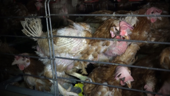 Proximité, qualité, réduction des déchets : trois start-up qui rendent les poules heureuses