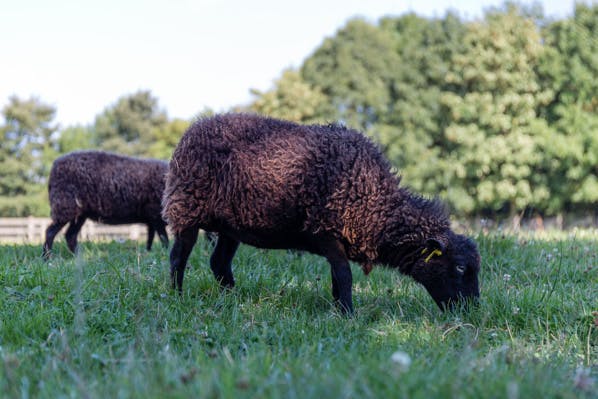 Rangez votre tondeuse, les moutons broutent votre pelouse pour deux fois moins cher
