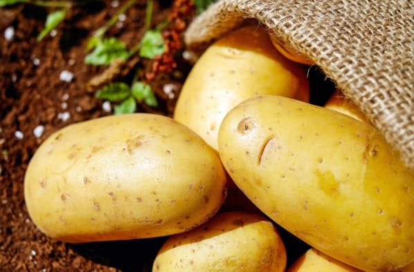 Si l'homme débarque sur Mars, il pourrait s'y nourrir de pommes de terre 100 % locales