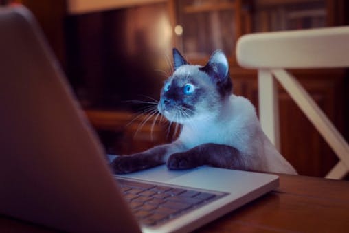 Pour défendre la vie privée, il veut publier l'historique internet des sénateurs américains