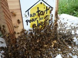 Dix solutions simples pour sauver les abeilles, espèce en voie d'extinction