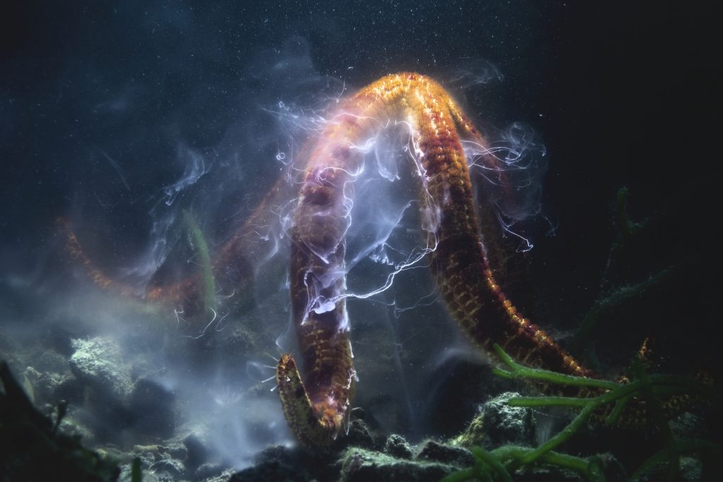 Voici une étoile de mer Leiaster leachi mâle diffusant du sperme dans l&#039;eau trouble d&#039;une baie peu profonde au Japon. 