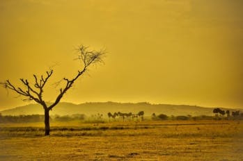 Des scientifiques découvrent 467 millions d’hectares de forêts dont on ignorait l’existence