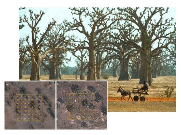 Des scientifiques découvrent 467 millions d’hectares de forêts dont on ignorait l’existence