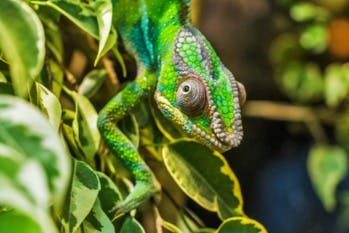S'inspirer de la nature pour innover : le biomimétisme, pour le meilleur ou pour le pire
