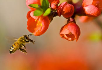 S'inspirer de la nature pour innover : le biomimétisme, pour le meilleur ou pour le pire
