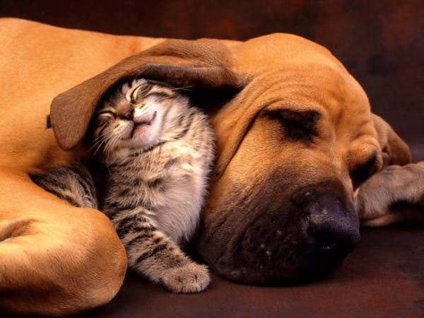Les chiens et chats américains consomment autant de calories que la population française