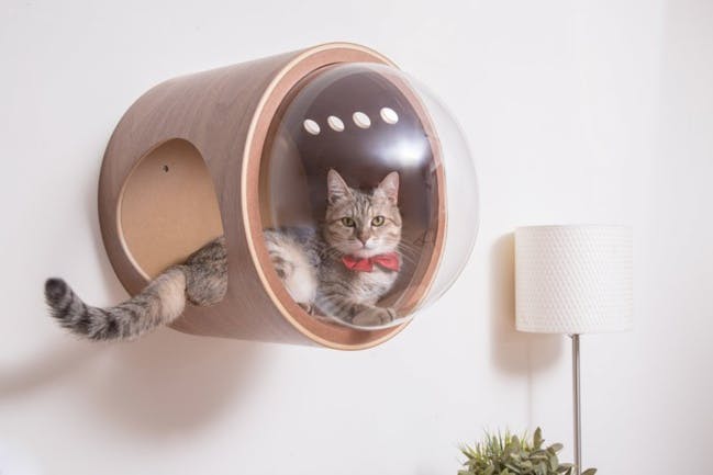 Pour rendre votre chat heureux, offrez lui une niche