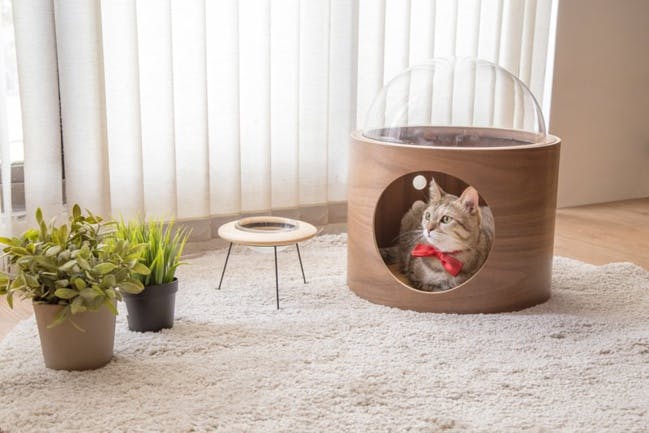Pour rendre votre chat heureux, offrez lui une niche