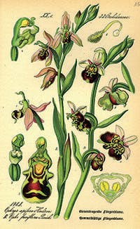 Les plantes, ces obsédées sexuelles