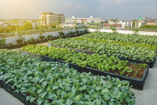 La grande distribution mise sur l'agriculture urbaine