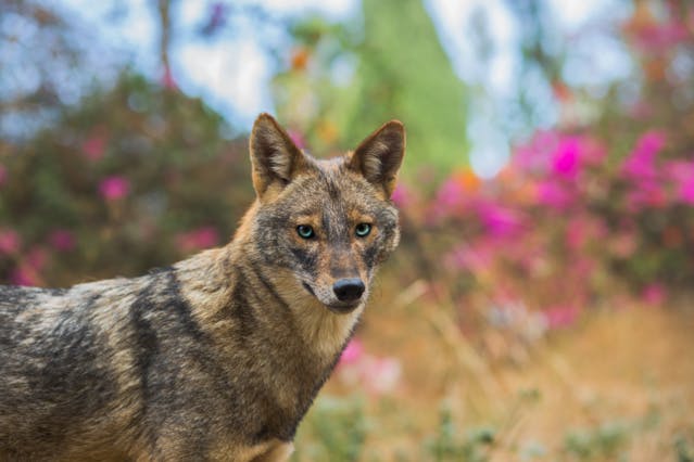 Ces animaux en voie de disparition sont de retour !