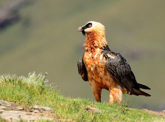 Ces animaux en voie de disparition sont de retour !