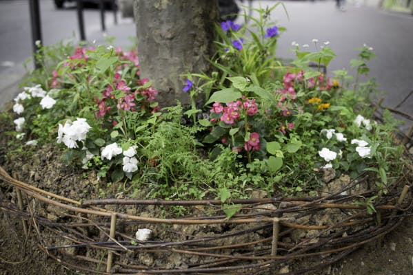 Envie de vert en ville ? Demandez votre permis de végétaliser !