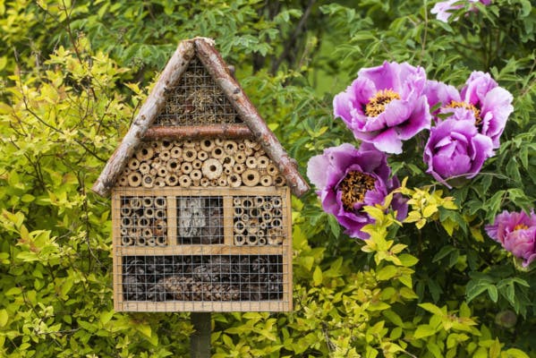 Dix bons gestes pour préserver la biodiversité dans son jardin