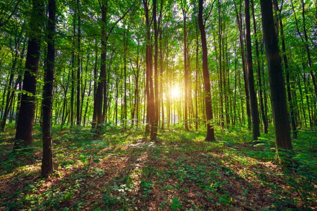 Enquête : Le massacre de la forêt française