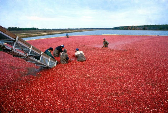 Faut-il arrêter de boire du jus de cranberry ?