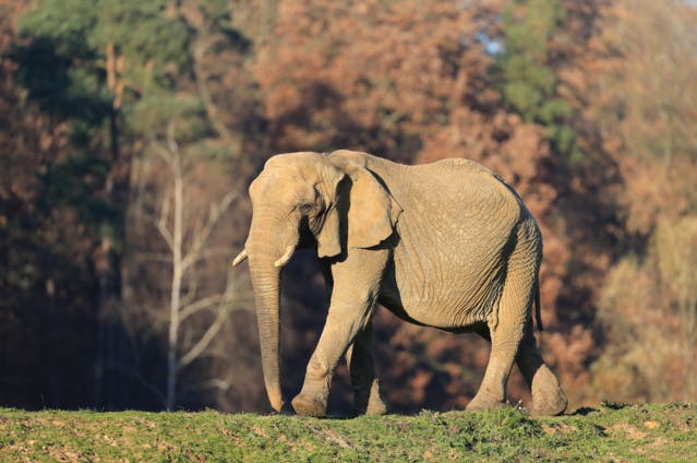 Zoo-safari de Thoiry : bien chauffé, grâce à son fumier méthanisé