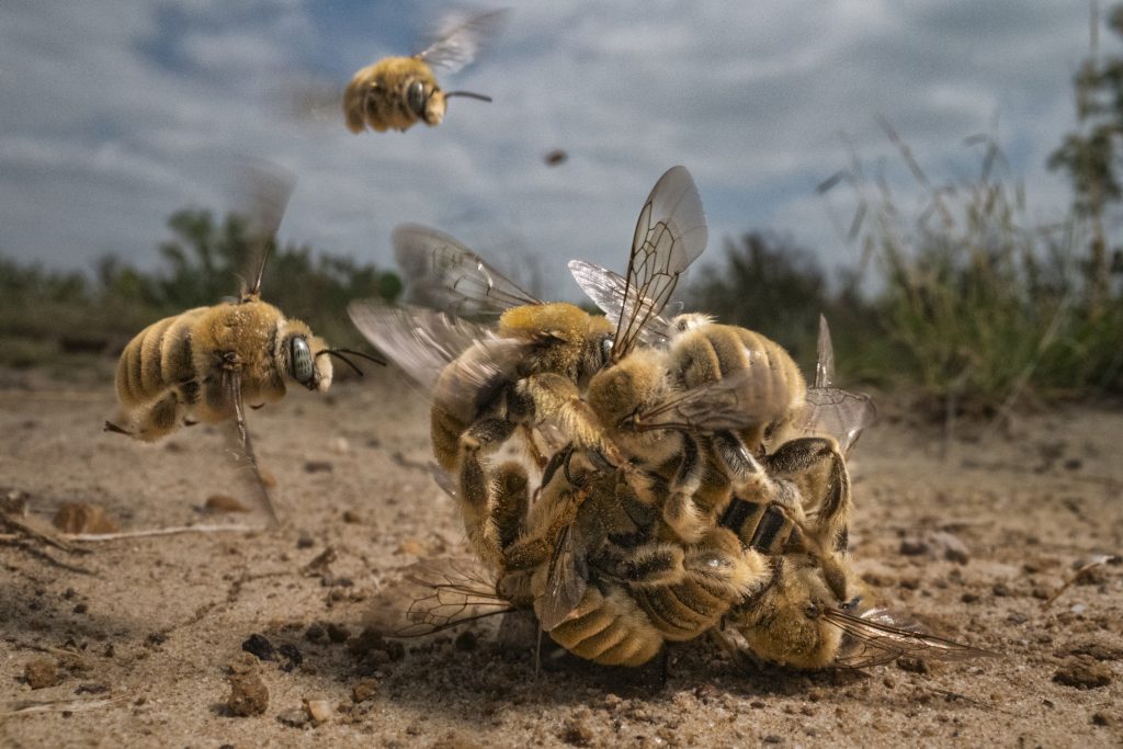 Une boule d&#039;accouplement d&#039;abeilles cactus au Texas. Photo : Karine Aigner.
