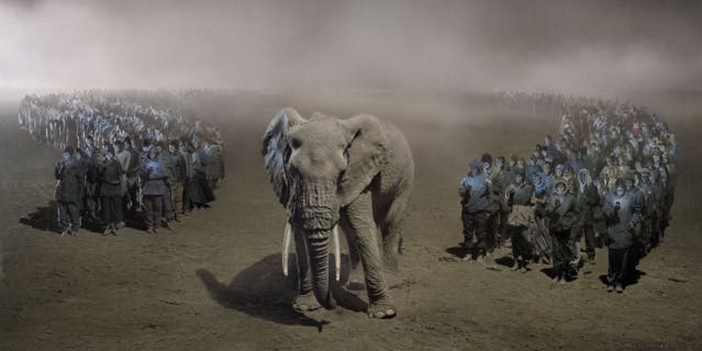 Animaux à l'agonie : ce photographe alerte sur la 6e extinction de masse