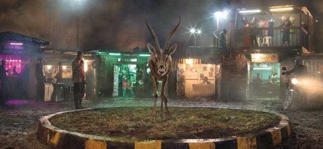 Animaux à l'agonie : ce photographe alerte sur la 6e extinction de masse