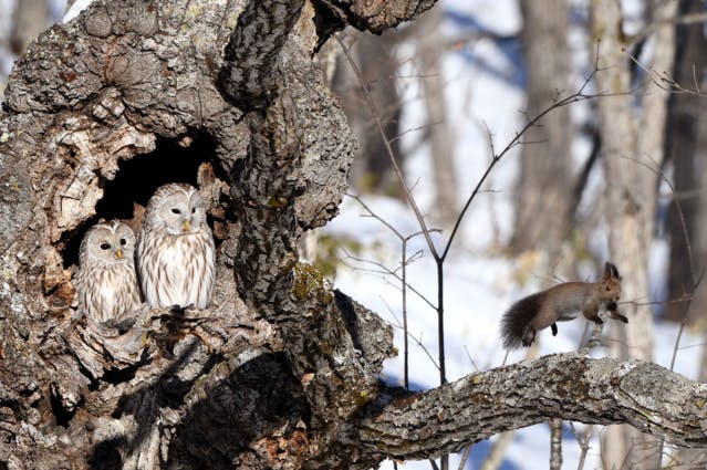 TOP 10 des plus belles photos de la biodiversité en 2020