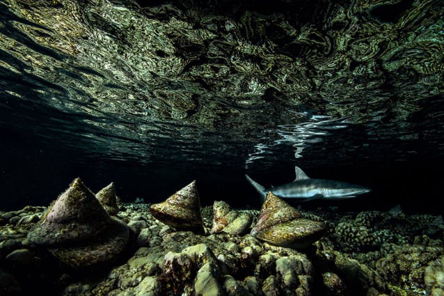 TOP 10 des plus belles photos de la biodiversité en 2020