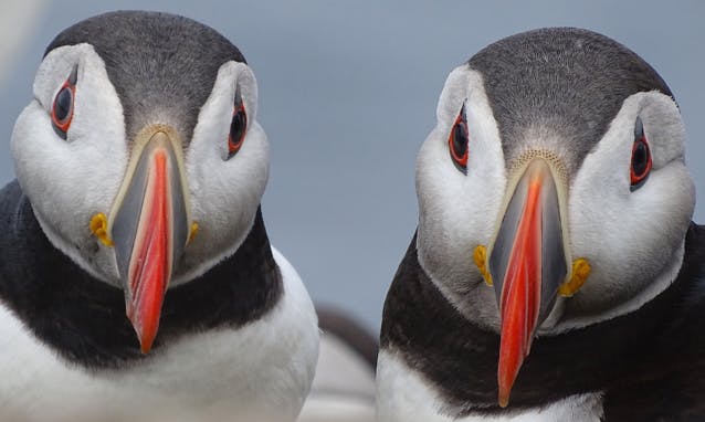 TOP 10 des plus belles photos de la biodiversité en 2020
