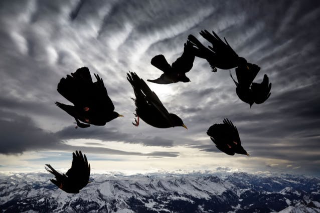 TOP 10 des plus belles photos de la biodiversité en 2020