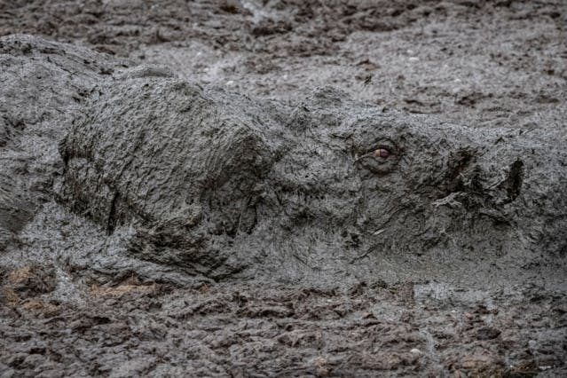 TOP 10 des plus belles photos de la biodiversité en 2020