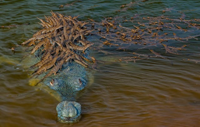 TOP 10 des plus belles photos de la biodiversité en 2020