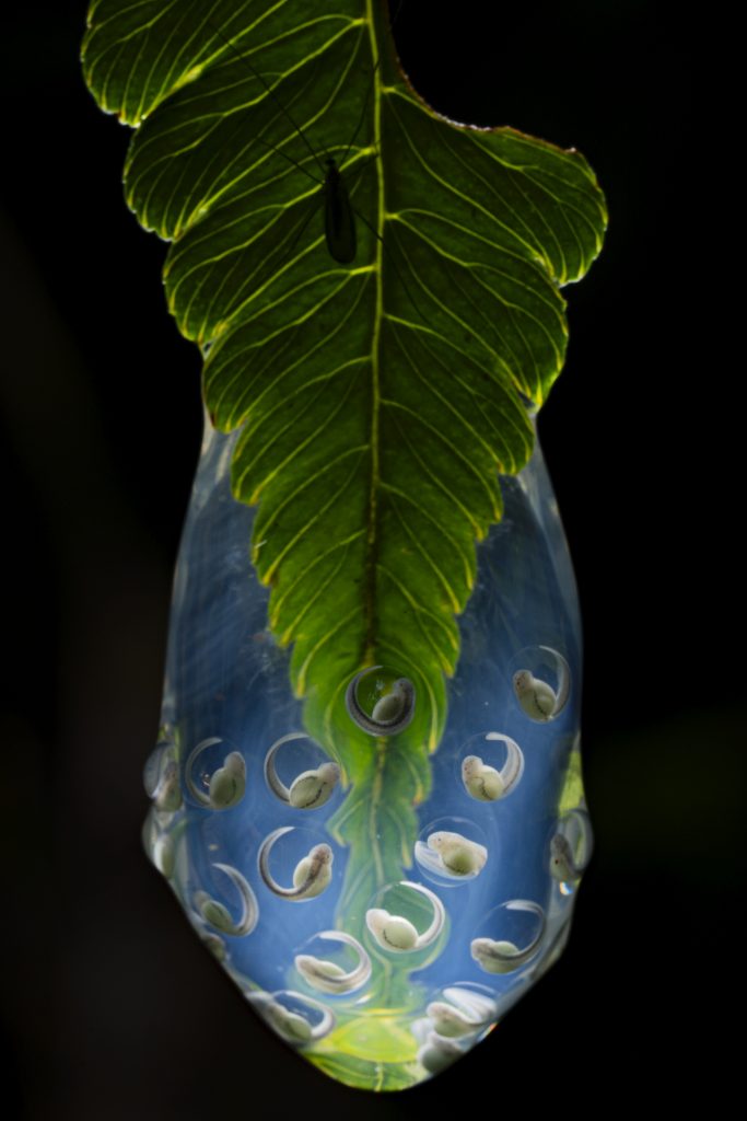 Des embryons de &quot;grenouille de verre&quot;