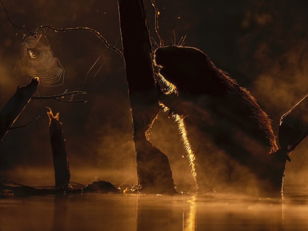 Castor et araignée en Hongrie