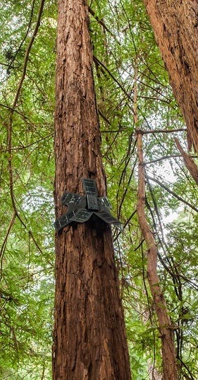Des smartphones pour lutter contre la déforestation