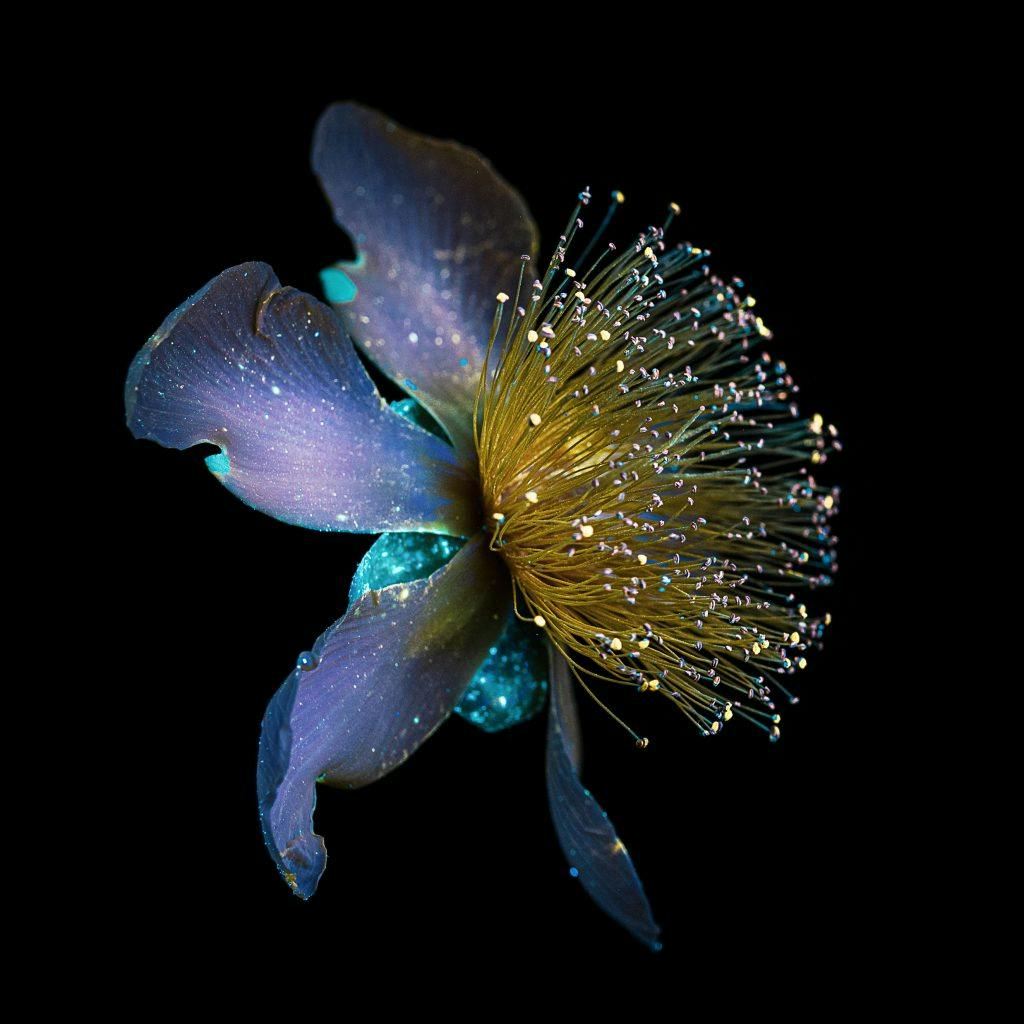 Hypericum Calycinum (ou millepertuis à grandes feuilles) photographiées selon la technique de l'UVIVF (Fluorescence visible induite par ultraviolet). Photographe : Debora Lombardi.