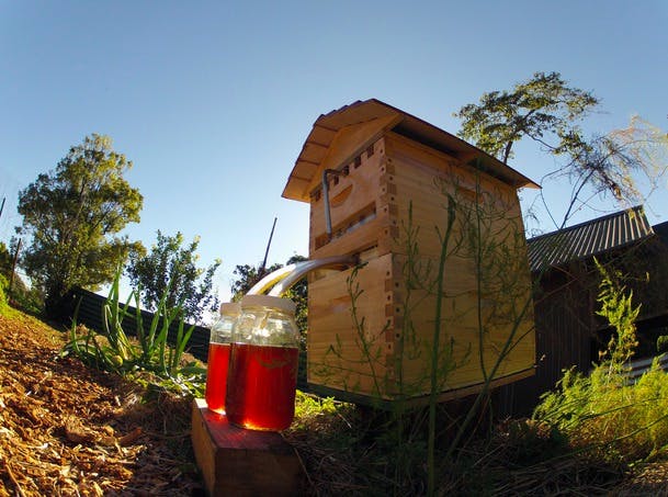 Pour sauver les abeilles, ils inventent la ruche-robinet à miel