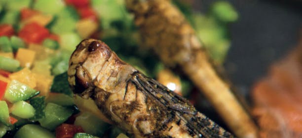 Insectes, spiruline, viande végétale: nous avons testé le repas du futur