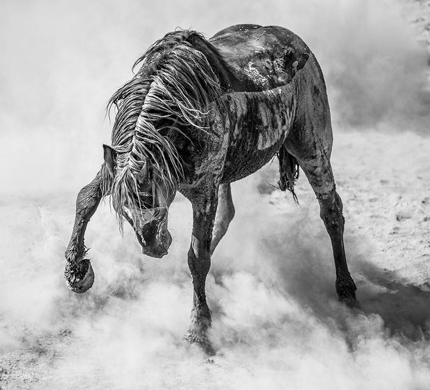 Un étalon mustang sauvage déclenche une tempête de poussière dans le nord-ouest du Colorado. Photographe : Scott Wilson (Royaume-Uni).