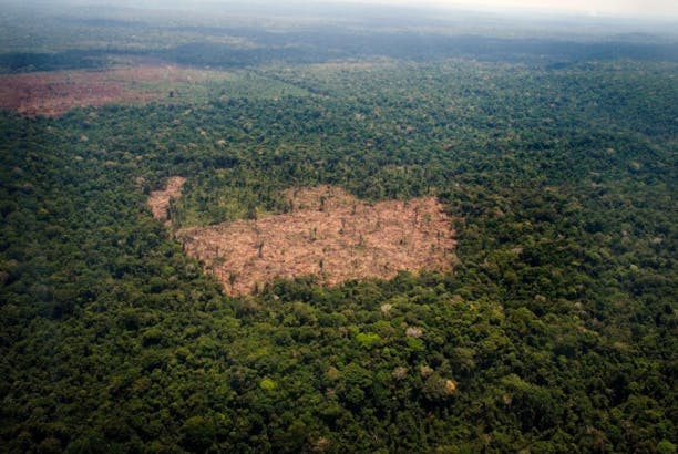 L'Équateur plante plus de 600.000 arbres en 24 heures et bat un record de reforestation